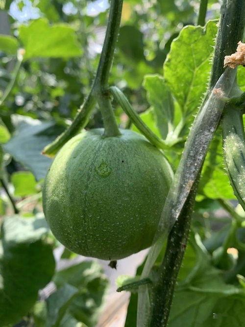 娱乐吃瓜制作 第3张 娱乐吃瓜制作 第3张